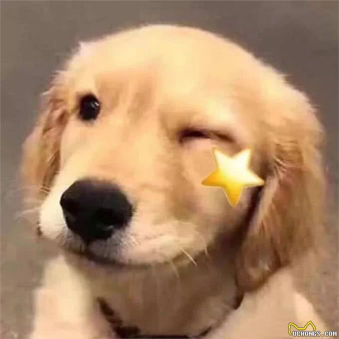 狗狗能喝菊花茶降火吗?