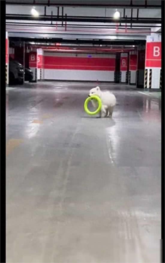 萨摩耶捡圈回来，将自己的两条腿套上去了!狗:我控制不住自己啊