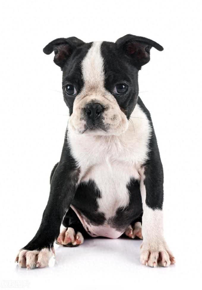 超小型犬—波士顿犬