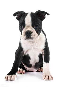 超小型犬—波士顿犬