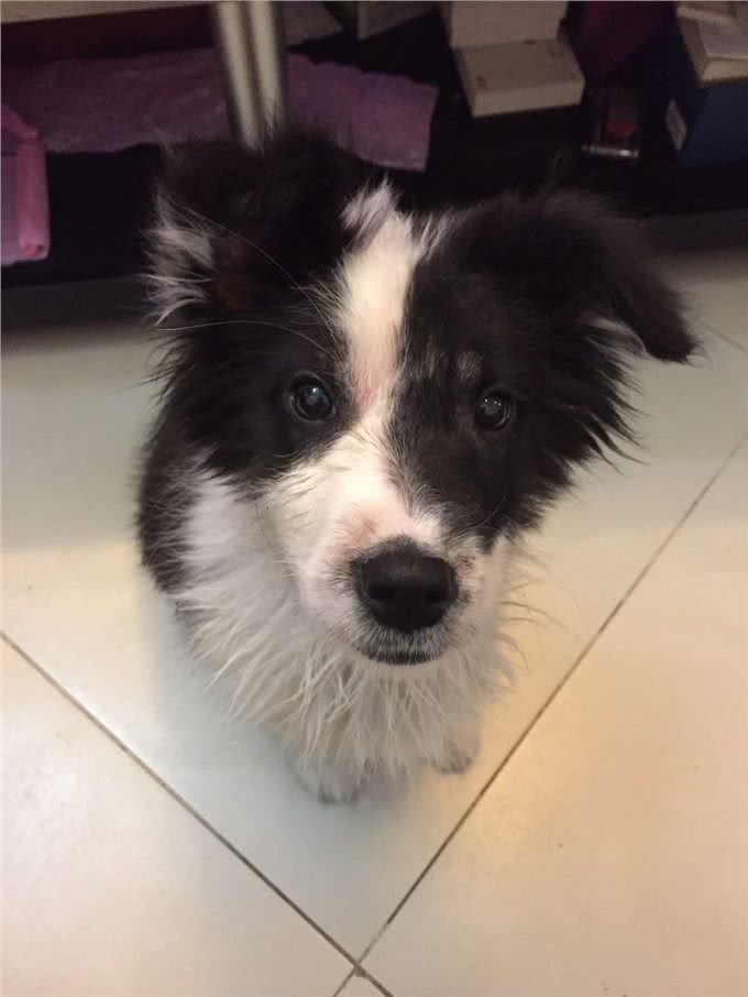 柯利犬的螨虫皮肤病，用药不安全了