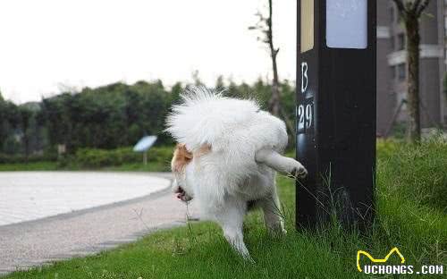 狗狗撒尿时，脚为什么越抬越高，其实这里面都是心机