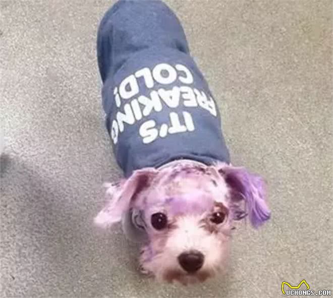 染狗?!请以狗需要的方式赋予正确的爱!