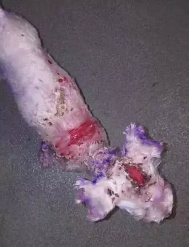 染狗?!请以狗需要的方式赋予正确的爱!