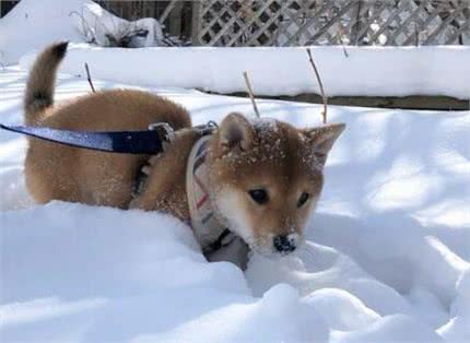 日本柴犬历史以及外形特征