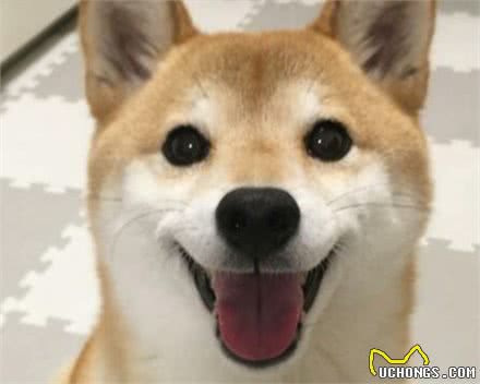 日本柴犬历史以及外形特征
