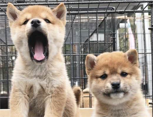 日本柴犬历史以及外形特征