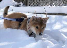 日本柴犬历史以及外形特征