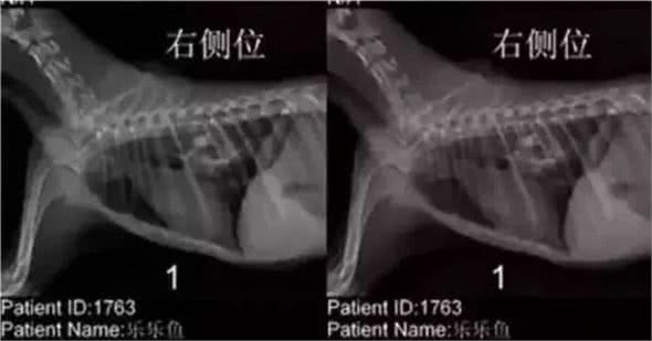 别再让你家的狗子吃骨头了，这可能会要了它的狗命