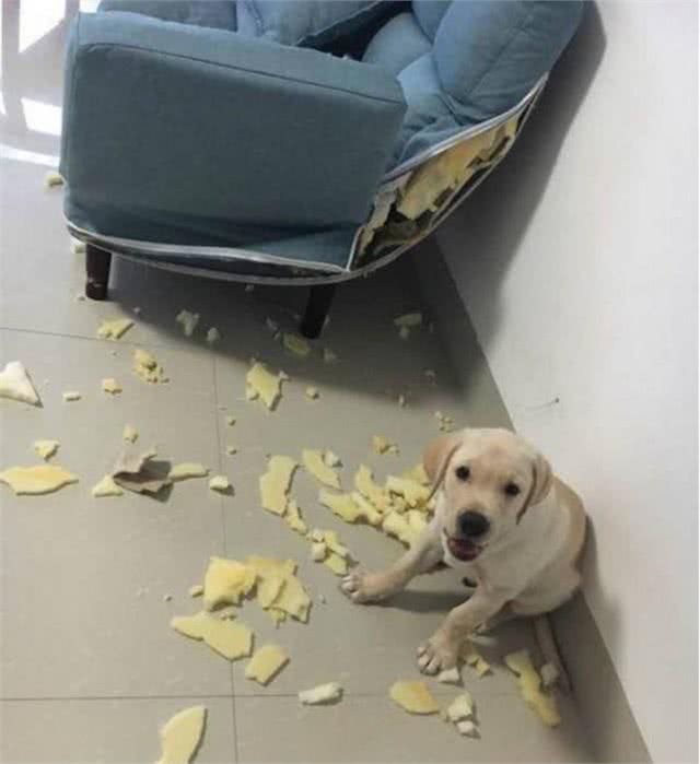 狗主人发现家里惨不忍睹，以为是糟了贼，结果发现全是金毛所为