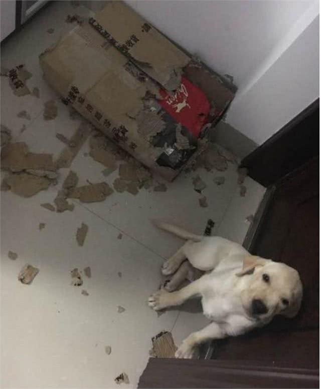 狗主人发现家里惨不忍睹，以为是糟了贼，结果发现全是金毛所为