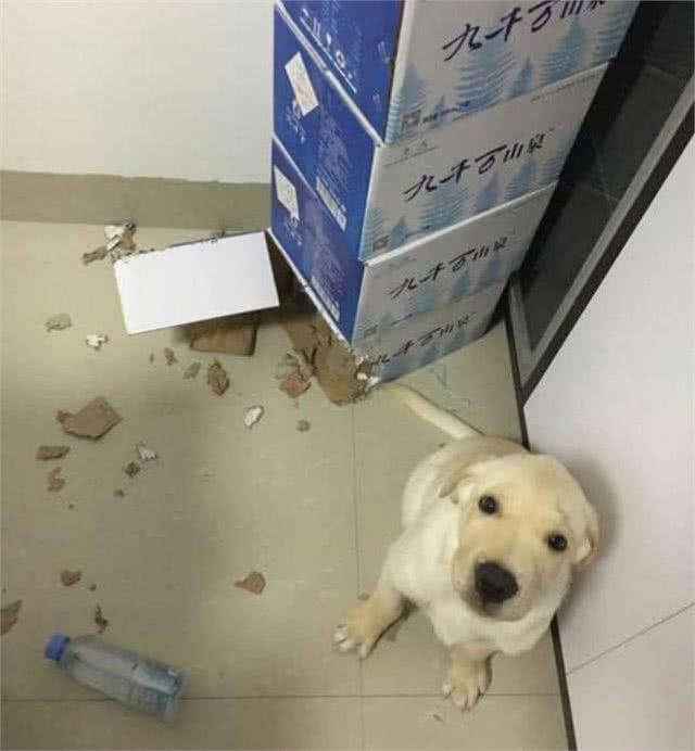 狗主人发现家里惨不忍睹，以为是糟了贼，结果发现全是金毛所为