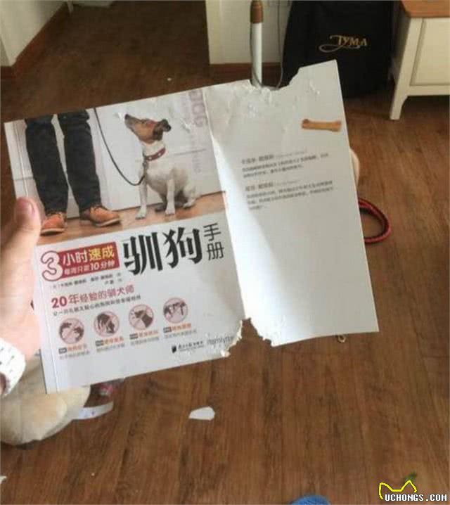 狗主人发现家里惨不忍睹，以为是糟了贼，结果发现全是金毛所为