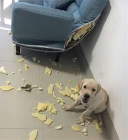 狗主人发现家里惨不忍睹，以为是糟了贼，结果发现全是金毛所为
