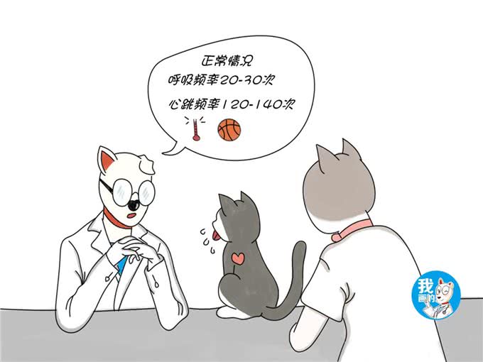 猫咪非偶然性呼吸急促，多是高危型疾病引起的，治疗刻不容缓