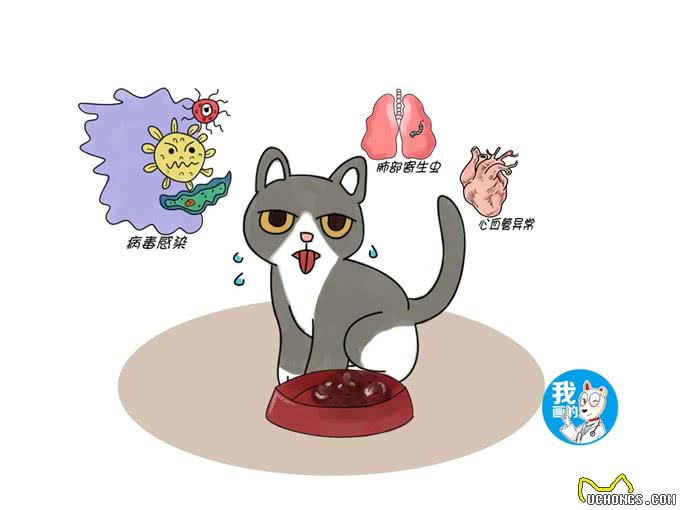 猫咪非偶然性呼吸急促，多是高危型疾病引起的，治疗刻不容缓