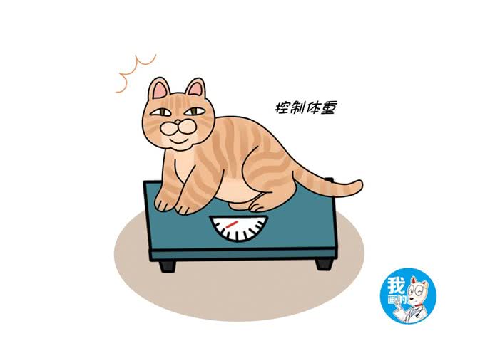 猫咪非偶然性呼吸急促，多是高危型疾病引起的，治疗刻不容缓