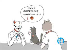 猫咪非偶然性呼吸急促，多是高危型疾病引起的，治疗刻不容缓