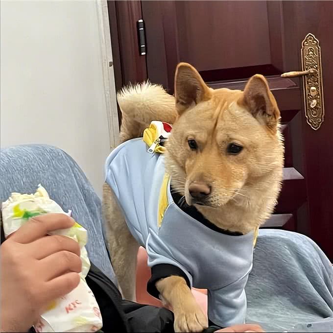 一只狗用爪子扒拉你，是在表达这些含义!
