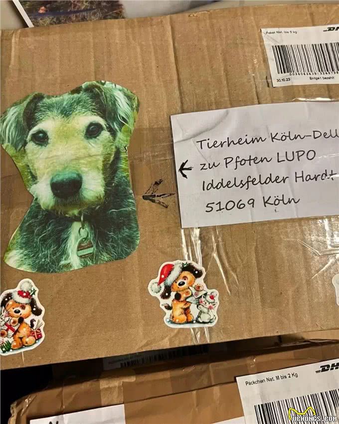 狗狗散步时突然盯着一个盒子不肯走了，主人好奇查看被感动到!