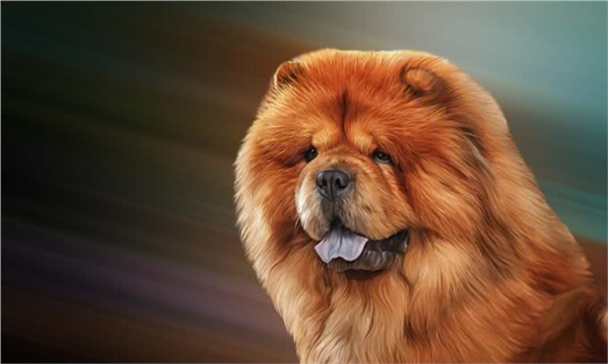 纯种松狮犬，应有这些特征，你家的爱犬占了几个?