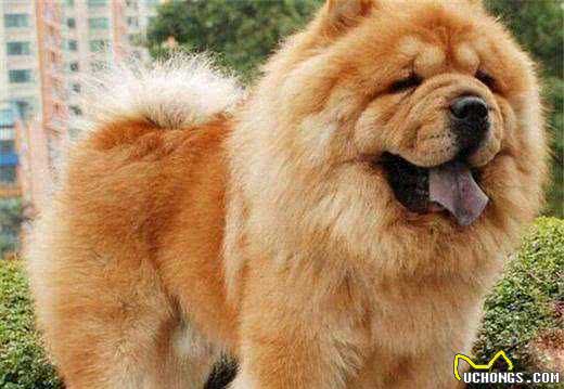 纯种松狮犬，应有这些特征，你家的爱犬占了几个?