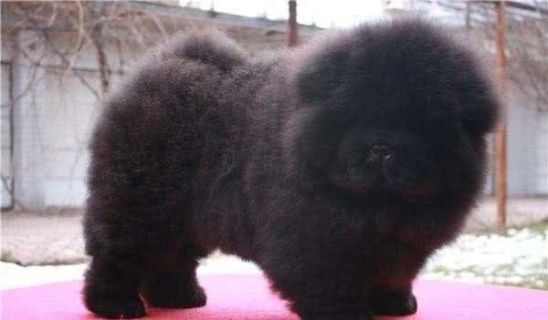 纯种松狮犬，应有这些特征，你家的爱犬占了几个?