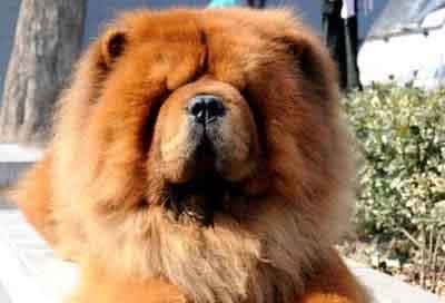 纯种松狮犬，应有这些特征，你家的爱犬占了几个?