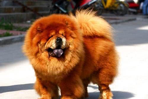 纯种松狮犬，应有这些特征，你家的爱犬占了几个?