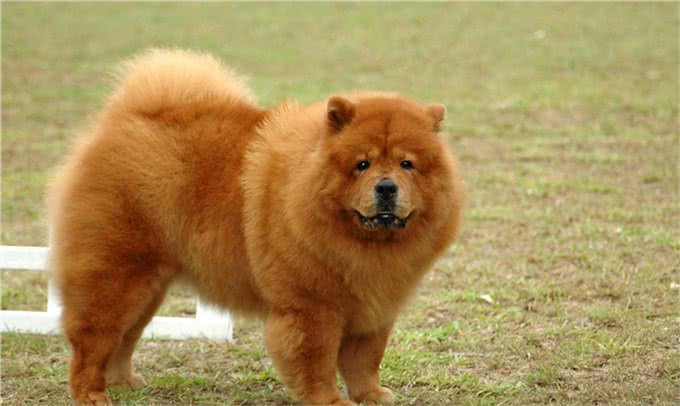 纯种松狮犬，应有这些特征，你家的爱犬占了几个?