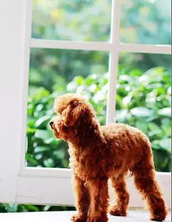 贵宾犬怎么养?最正确的贵宾犬饲养方法