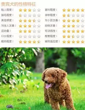 贵宾犬怎么养?最正确的贵宾犬饲养方法