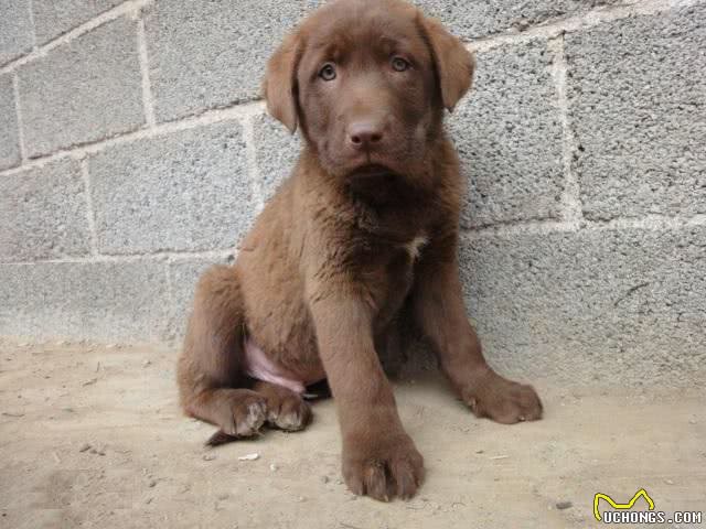 我国培育的优秀猎犬，有着狼性的湘西山地犬