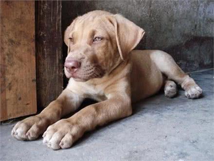 我国培育的优秀猎犬，有着狼性的湘西山地犬