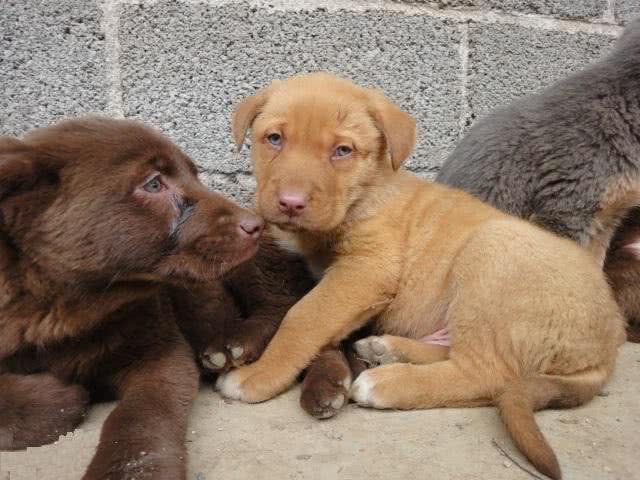 我国培育的优秀猎犬，有着狼性的湘西山地犬