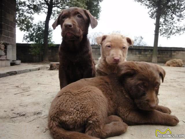 我国培育的优秀猎犬，有着狼性的湘西山地犬