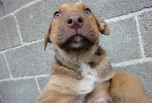 我国培育的优秀猎犬，有着狼性的湘西山地犬