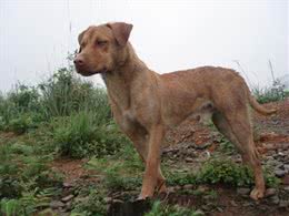 我国培育的优秀猎犬，有着狼性的湘西山地犬