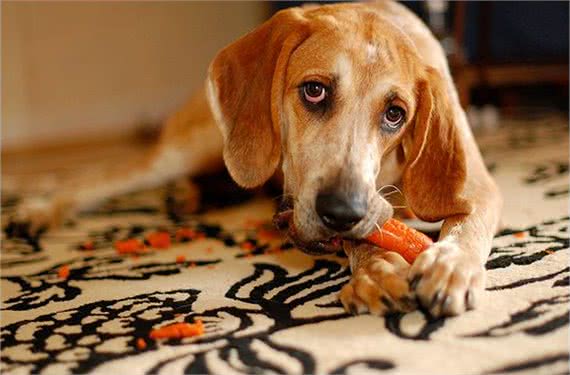 狗狗所需的营养有哪些，可不是简单的吃饱就可以了!
