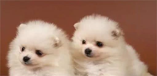 博美犬健康指南:小心这些问题，防止小毛病变严重