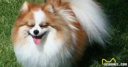 博美犬健康指南:小心这些问题，防止小毛病变严重