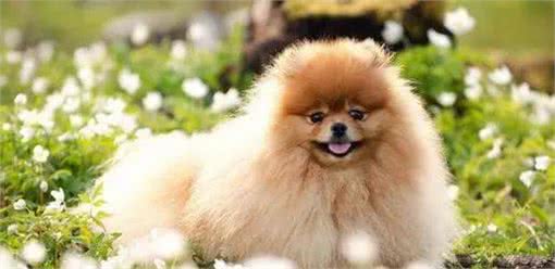 博美犬健康指南:小心这些问题，防止小毛病变严重