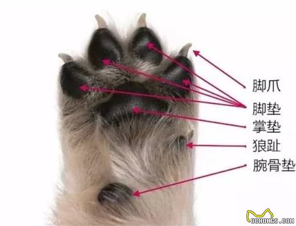 这些关于狗爪子的事实你知道多少?