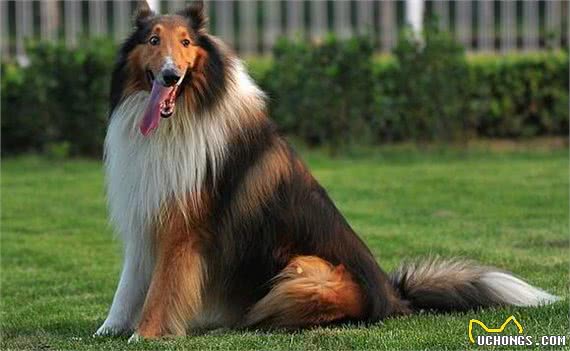 边境牧羊犬训练方法有哪些?训练需注意哪些事项?