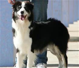 边境牧羊犬训练方法有哪些?训练需注意哪些事项?