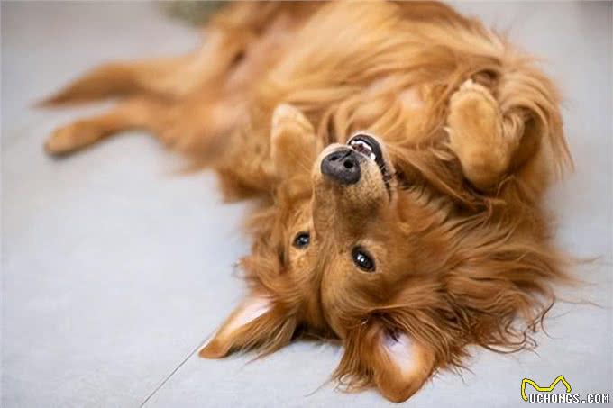 狗狗幸福时刻的五大信号：如何与爱犬共享快乐时光