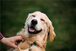 狗狗幸福时刻的五大信号：如何与爱犬共享快乐时光