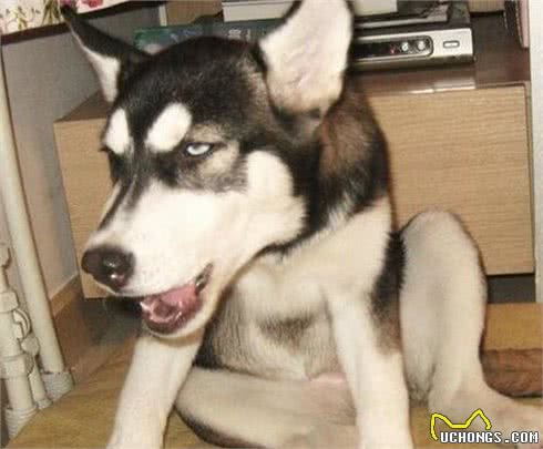 哈士奇你是雪橇犬不是牧羊犬，放羊的事还是交给边牧