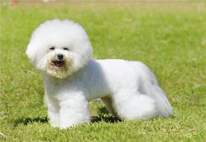 宠物狗系列之卷毛比雄犬