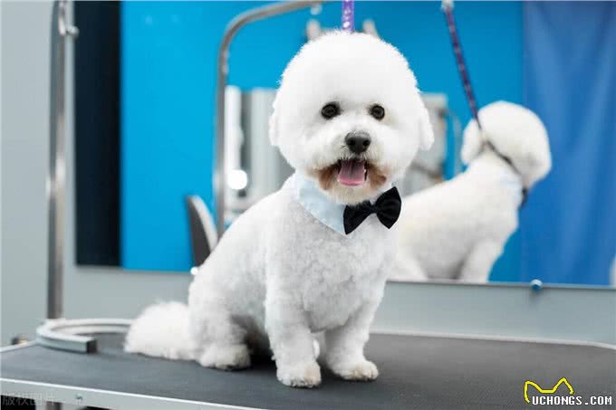 宠物狗系列之卷毛比雄犬